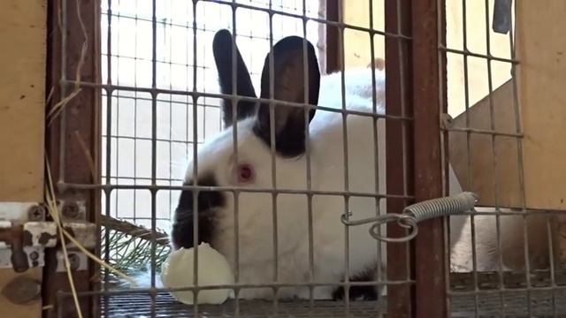 Крольчиха съедает крольчат, отгрызает уши. Каннибализм кроликов смотреть онлайн