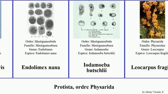 Protista, ordre Physarida nana brevis fragilis Dictyostelium fusiformis Endolimex Leocarpus Vital смотреть онлайн
