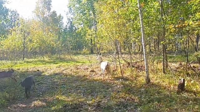 Болталка/ Собираю грибы подосиновики/Наши козы. смотреть онлайн
