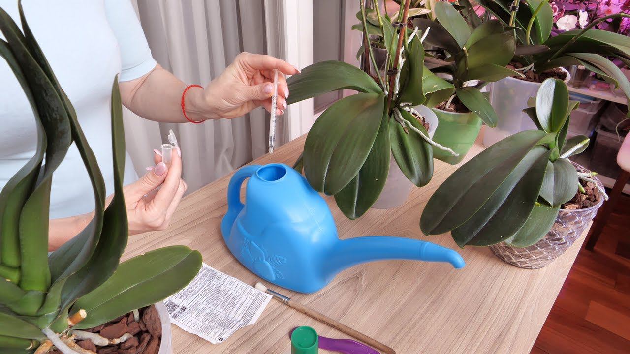 СПОСОБ пересадки орхидей НА ПЕРИНУ РАБОТАЕТ!!! СМОТРИМ./ Подружиться с ЛЕКО ФАНТАСТИК УДАЛОСЬ? смотреть онлайн