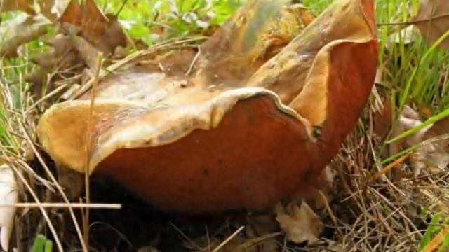 Boletus erythropus Hřib kovář смотреть онлайн