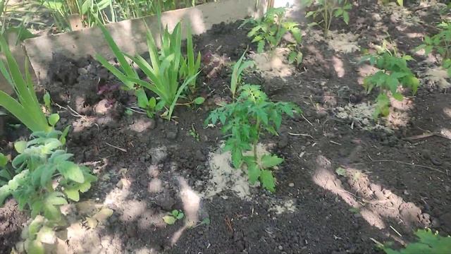 Я на даче 01.06.23. смотреть онлайн
