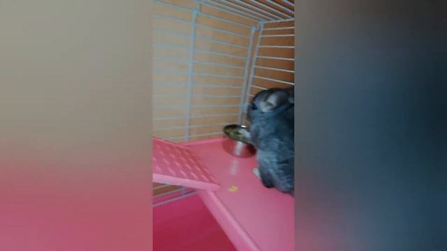 Уборка у шиншилл! / Chinchilla / Cleaning the chinchilla cage смотреть онлайн