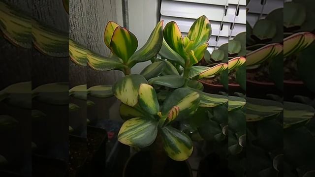 Crassula ovata obliqua "Solana" Денежное дерево смотреть онлайн