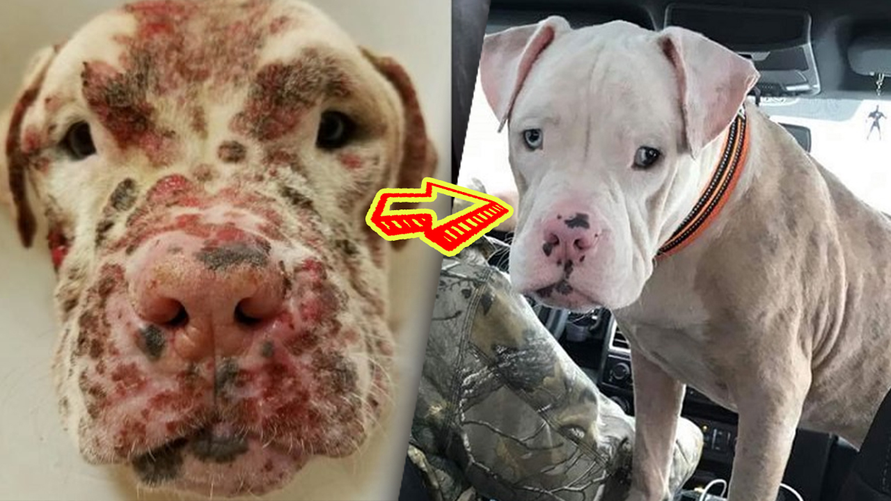 Искусанного пчелами пса хозяева бросили на произвол судьбы лишь потому, что он некрасивый. смотреть онлайн