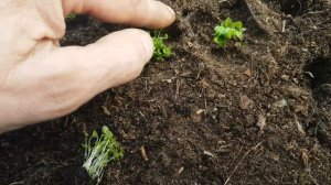 КАК ПИКИРОВАТЬ ЛОБЕЛИЮ?как ПРАВИЛЬНО пикировать рассаду пикировка лобелии.