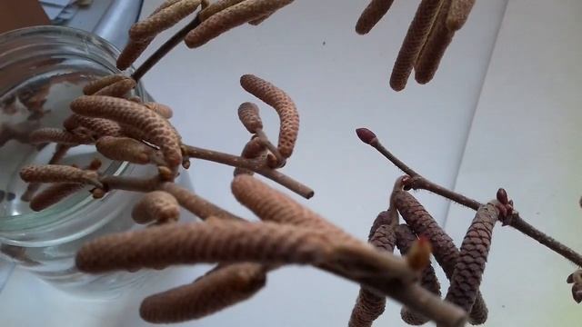 Фундук Трапезунд.Пыльца последней надежды.Искусственное опыление. смотреть онлайн