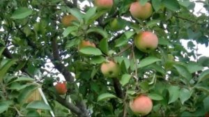 Неприхотливая и морозоустойчивая яблоня Грушовка Московская