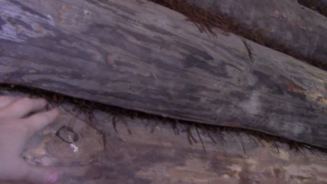 Начинаю ремонт внутри деревенского дома, как шкурить брёвна шлиф машинкой без пыли смотреть онлайн