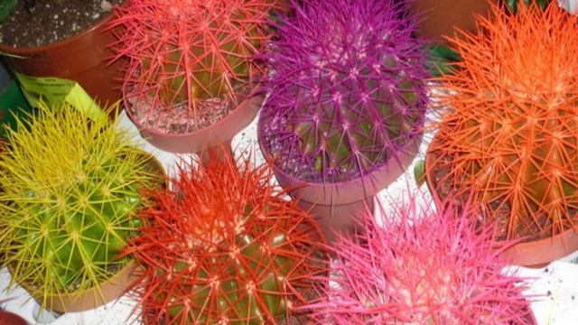 кактусы и их виды смотреть онлайн