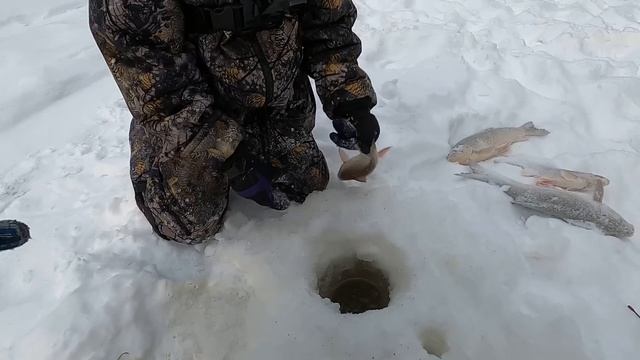 РЫБАЛКА 2024 ОТКРЫТА, ЯЗЬ И СОРОГА (ПЛОТВА) ПОРАДОВАЛИ НАС ОТЛИЧНЫМ КЛЁВОМ И ПРЕКРАСНЫМ РАЗМЕРОМ!