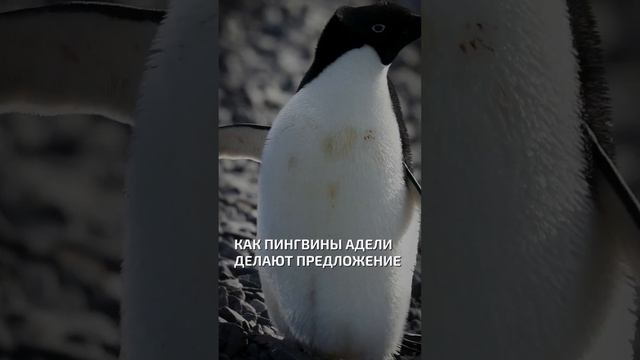 Как пингвины Адели делают предложение - интересные факты о птицах смотреть онлайн