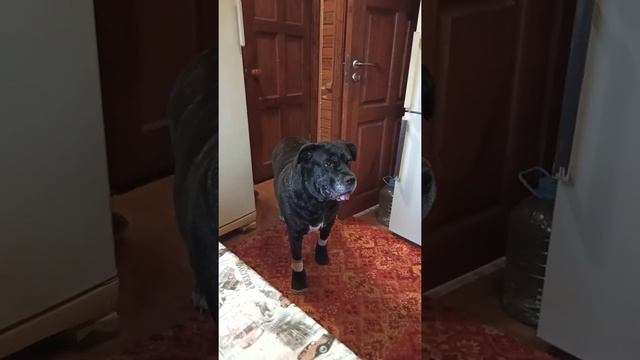 Кане Корсо. Cane Corso. Команда " СПАТЬ" или как заставить собаку уйти с кухни. смотреть онлайн
