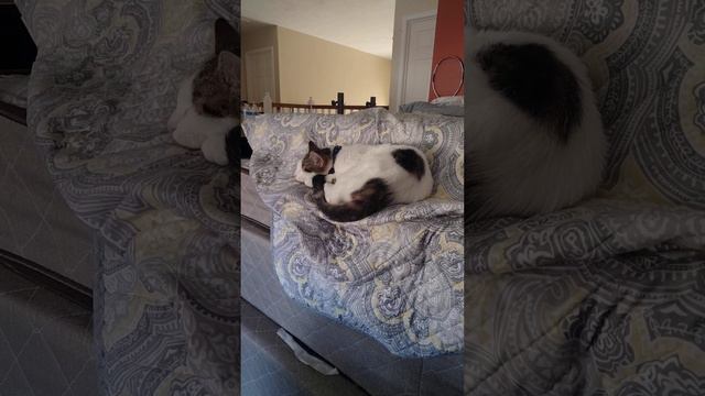 What I'm Grateful For - Kitten Days(1) смотреть онлайн