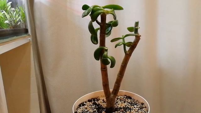 Денежное дерево. Разбор ошибок содержания. смотреть онлайн