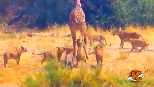 Непредсказуемые Дикие Кошки / Случаи с Животными Снятые На Камеру смотреть онлайн