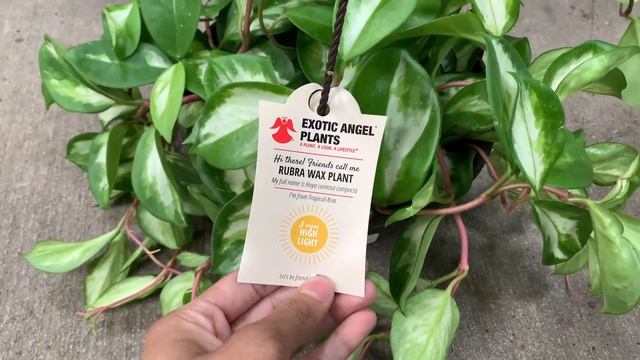 Lowe’s & Walmart RESTOCKED!! ? (hoya, ficus triangularis, alocasia, & more) | come plant shopping смотреть онлайн