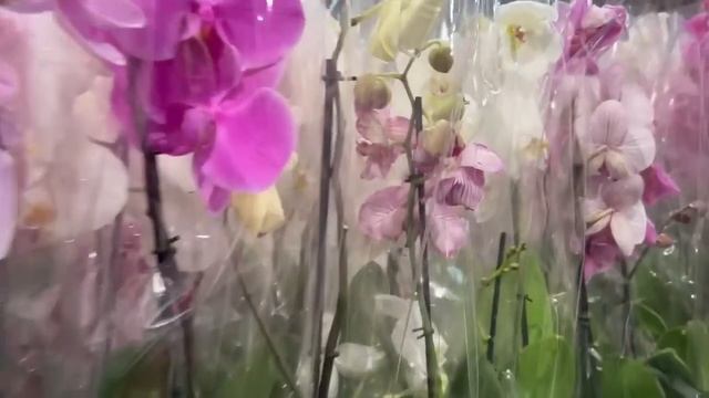 Акция на базе Орхидей. Отцветашки 150р, цветущие 750р. смотреть онлайн