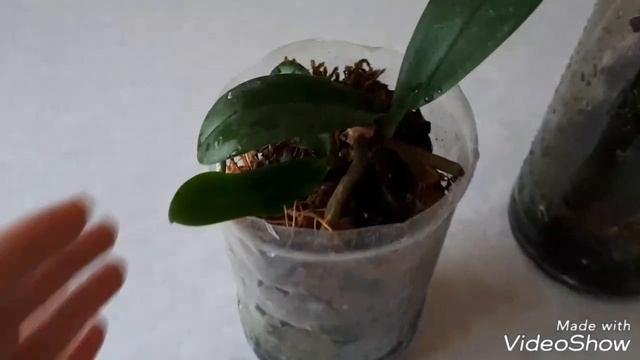 моя бывшая Голубая орхидея и ее детки смотреть онлайн