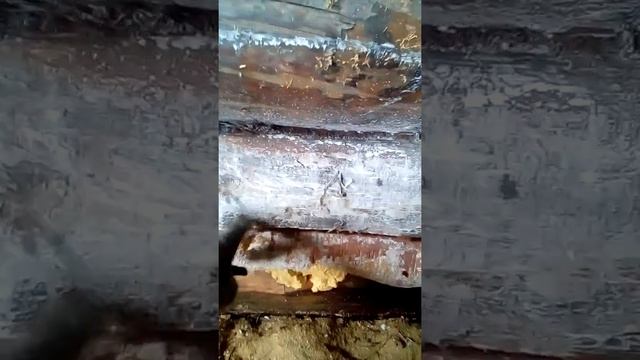 Как и чем лучше защитить нижний венец дома,бани,дедовский секрет. смотреть онлайн