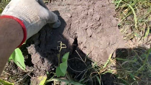 Коп на поле вЖитомирской области 2021#серебро смотреть онлайн