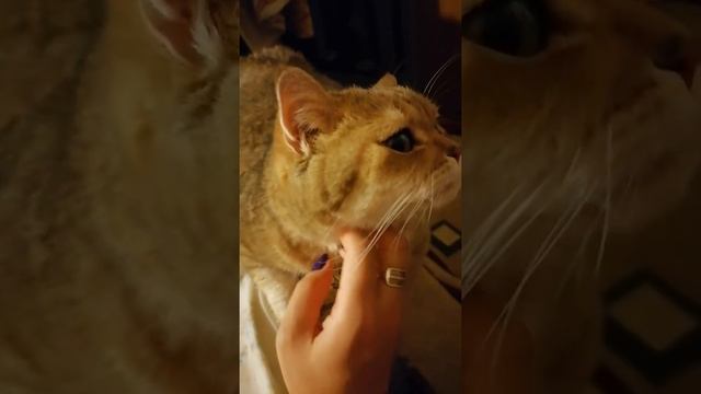 Видео-антистресс | Релаксация