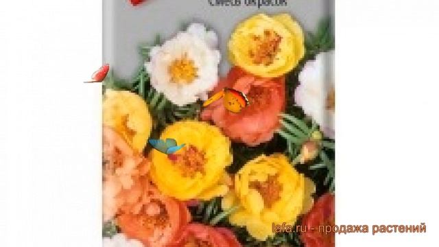 Портулак обыкновенный Смесь окрасок ? обзор: как сажать, семена портулака Смесь окрасок смотреть онлайн