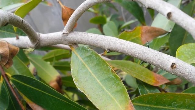 Tillandsia aeranthos Volunteers vs Phidippus johnsoni? смотреть онлайн