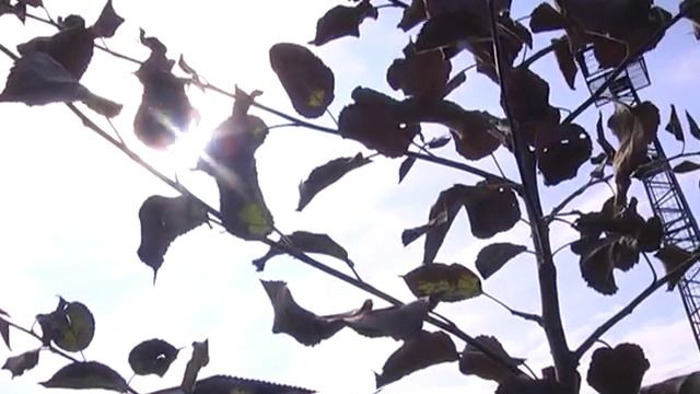 Саженцы с открытой корневой системой смотреть онлайн