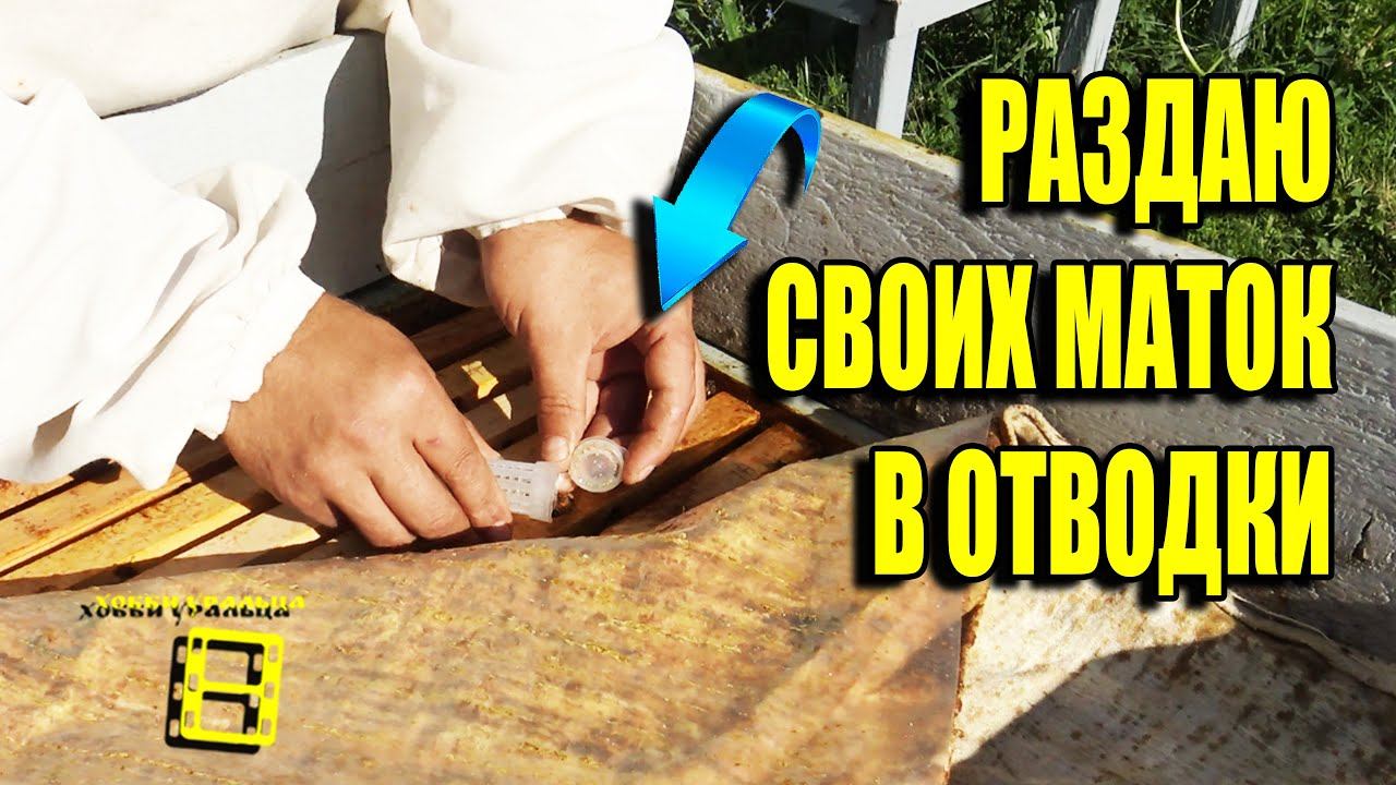 МЕЧУ МАТОК, РАЗДАЮ В ОТВОДКИ. ВЫВОД МАТОК, ОТВОДКИ ПЧЕЛ БЕЗ РОЕНИЯ 4 ДЛЯ НАЧИНАЮЩИХ ПЧЕЛОВОДОВ 15-21 смотреть онлайн