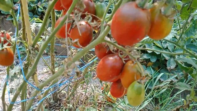 Самые лучшие томаты черри 2022 смотреть онлайн