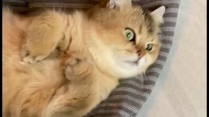 Кот британская золотая шиншила