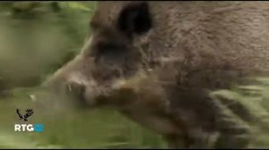 ЖИВАЯ_ПРИРОДА_ВИДЕО__ЗАПОВЕДНАЯ_ПРИРОДА_ПОДМОСКОВЬЯ