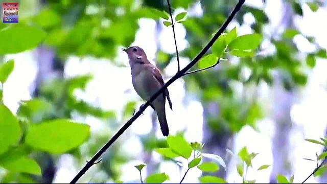Сборная Союза - Русских не победить смотреть онлайн