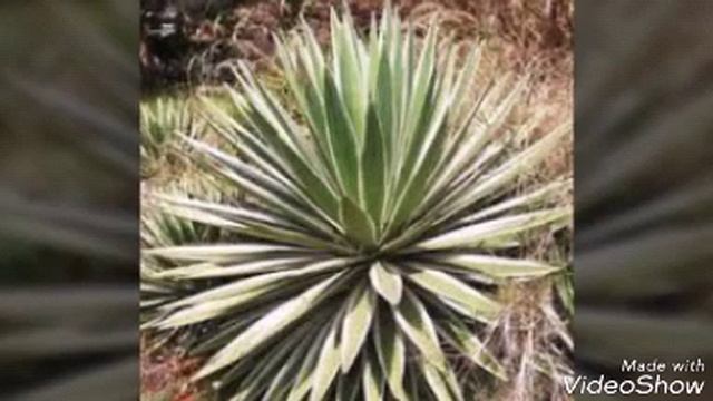 Agave (Agave Angustifolia) SEJA BEM VINDO NO CANAL! смотреть онлайн
