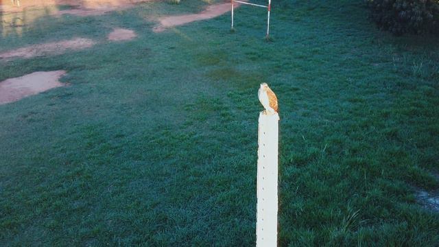 Vuelo de prueba Drone Fimi A3 смотреть онлайн