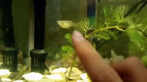 Гуппи. Как отличить самца от самки. Беременность.