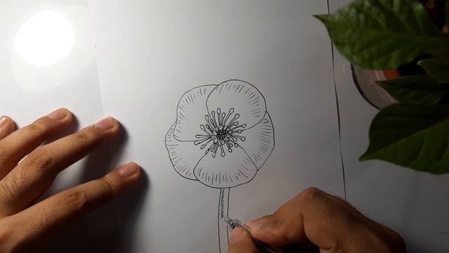Como Desenhar A Flor O Heléboro Negro De Hipócrates (Helleborus Orientalis)