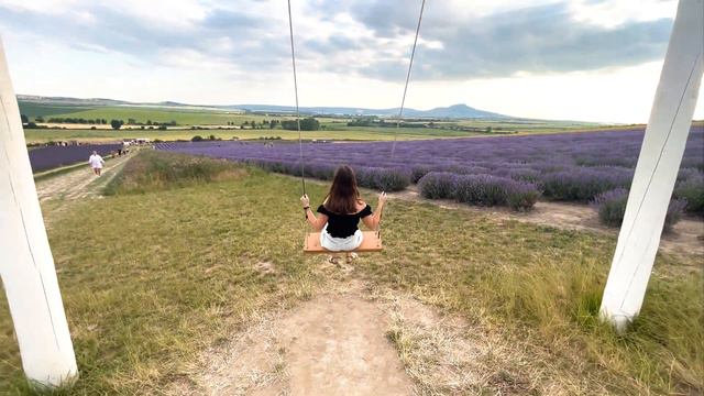 Lavender farm Starovičky and cigar evening | POV 4K 60fps смотреть онлайн