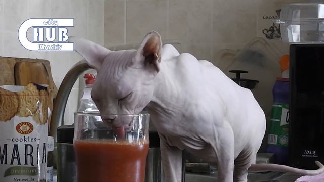 Кот Pinky пьет томатный сок смотреть онлайн