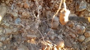 Поиск аммонита в Самарской области