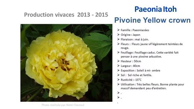 Jardinage: Paeonia Ltoh Pivoine Yellow Crown: Plante Vivace