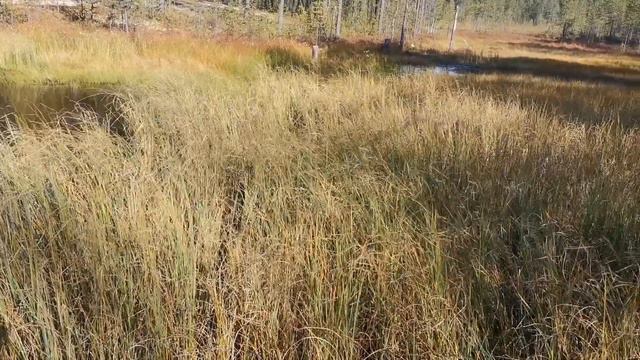 Американский булли , встреча в лесу с грибниками