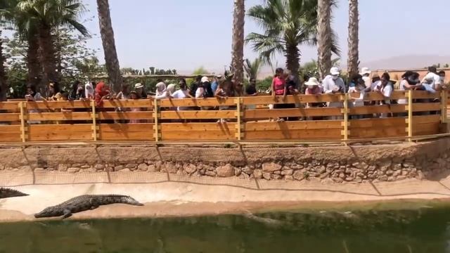 CROCOPARC AGADIR ??? جولة مع الوحشة في حديقة التماسيح بأكادير смотреть онлайн