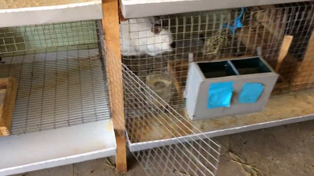 Маточник для крольчихи! смотреть онлайн