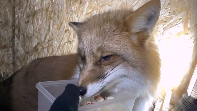 Вечернее кормление лисичек и гибрида канадского волка.#лисаесения#лисаблогер смотреть онлайн