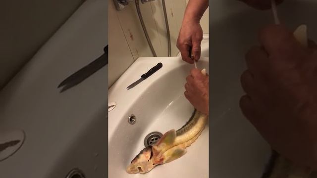 Удаление визиги из осетра смотреть онлайн