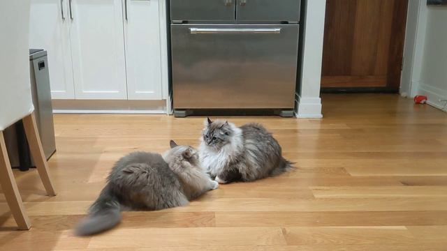 Lazy Christmas Ragdoll Kitten play fighting смотреть онлайн