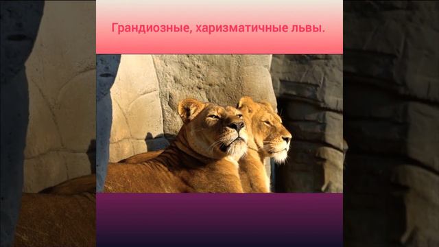 Красивые львы. Главные хищники. Царь зверей. смотреть онлайн