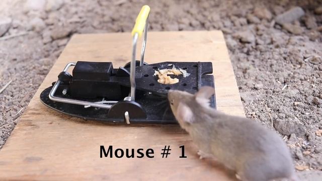 Black Flag Accusnap Mousetrap With Rocking Base. Mousetrap Monday смотреть онлайн